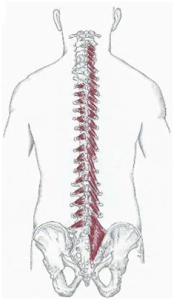 Spine image