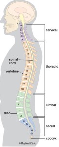 Functions of the lower back