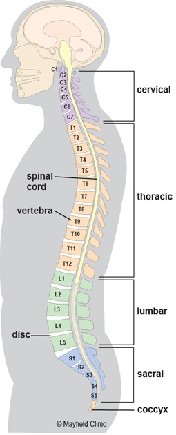 The Anatomy of the Lower Back and How it Functions