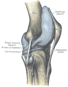 knee joint