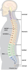 Spinal-Column