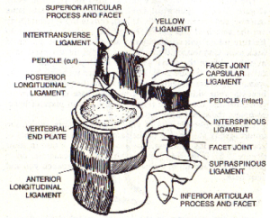 Spine structure