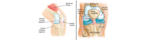 Broadgate spine centre knee diagram