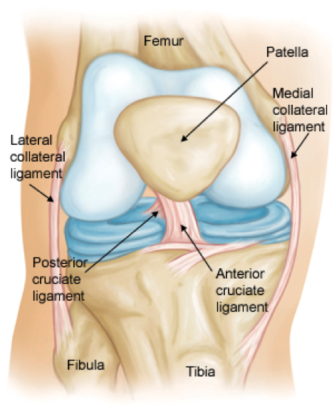 Back Of Knee Ligaments - Human Anatomy Lab: Knee Joint Model - The medial collateral ligament (mcl) and lateral collateral ligament (lcl) are found on the sides of your they cross each other to form an x with the anterior cruciate ligament in front and the posterior cruciate ligament in back.